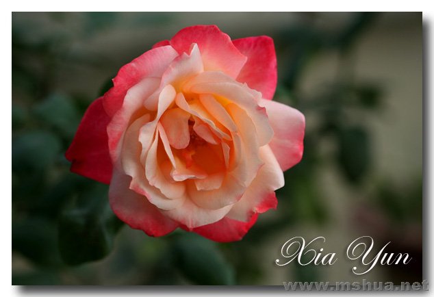 IMG_6226 ����.jpg