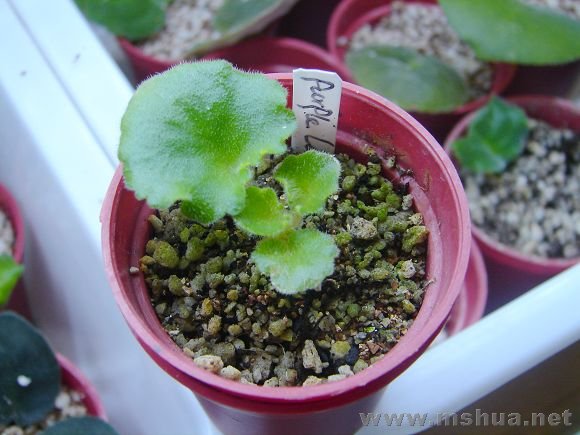 ���һֱ�����Ĳ��ã�