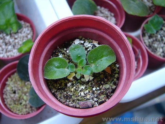 lol lopop����С��һ����ѿ���������ѽ��кܶ�Ҷ���ˣ�