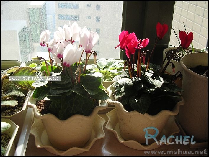 DSCN7826.JPG