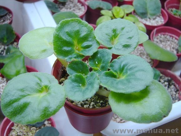 ���ô�������Ů