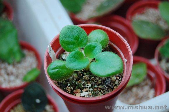 ��ó�������������ҶƬ�ܿɰ���