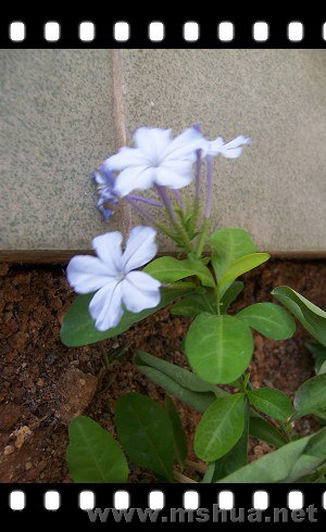 ��ѩ������С�Ϳ����ˣ��������찡��