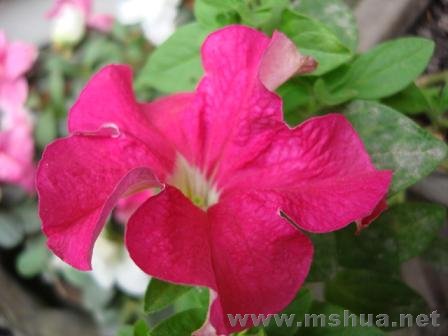 �����ֿ�ʼ¶��Ц��