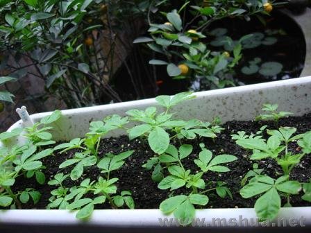 �����糤���������������ܷ񿴵õ�����