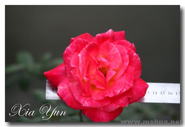 IMG_6286 ����.jpg