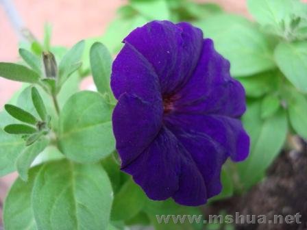 ���붬�죬ǣţ�ѽӽ�β��