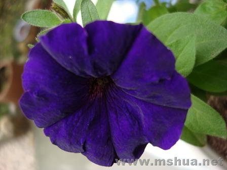 �������һ����ͷ���·����翪�˵�һ�仨