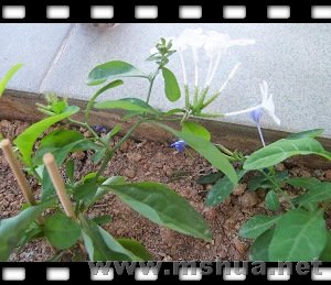 ��ѩ����СС�ľͿ���