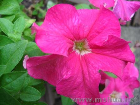 ���ɫ�İ�ţװ���˺ó�һ��ʱ��