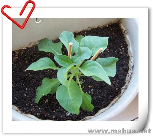 ��װ����д�����ͷ��Σ������Ѿ����Ժܿ϶���ţţ�ˣ�������ʲôƷ�־Ͳ�֪����