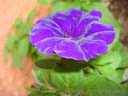 ���������仨������ɫ