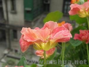 ������С RIMG0007.JPG