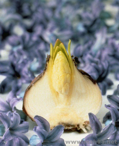 Forcing%20Bulbs_Hyacinth_Cut%20Open.jpg