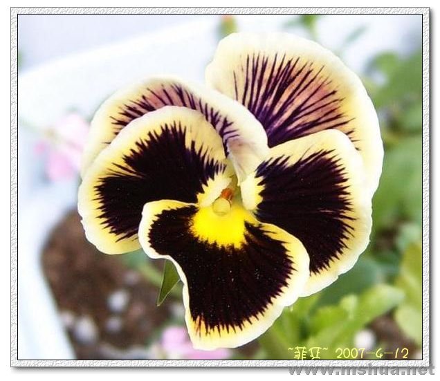 �����ɫ��