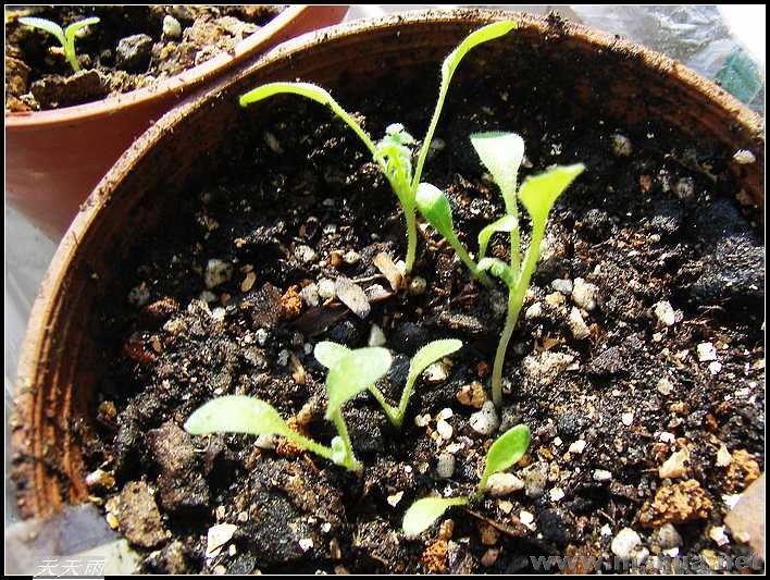 ���Ƕ����Ҫ��������