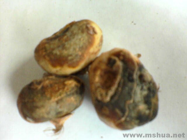 �ַ���һ��jeanne d'arc,�������״̬һ������Ӱ��