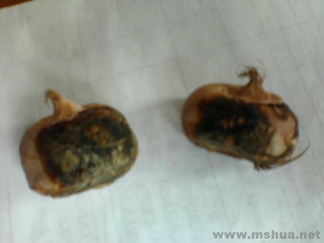 �õ�������flower record�������˺��ָ��ˣ�ӲӲ�ġ�