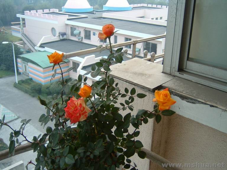 ������С DSCF0003.JPG