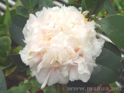 Hawaii ������.jpg