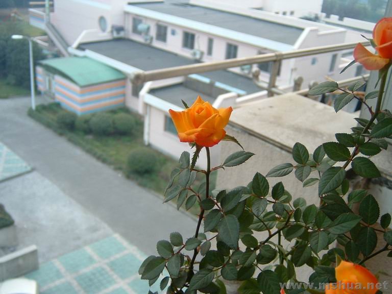 ������С DSCF0006.JPG