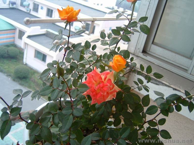 ������С DSCF0007.JPG