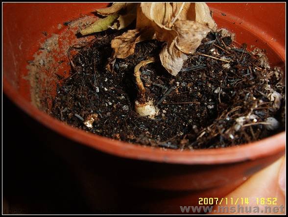 ��΢�ǿ�����