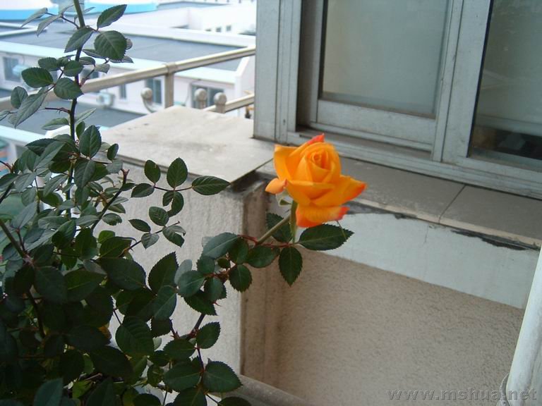 ������С DSCF0005.JPG