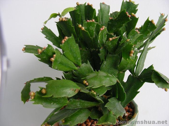 �칫����Ƭ 003.jpg