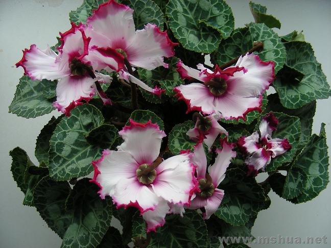 �칫����Ƭ 011.jpg