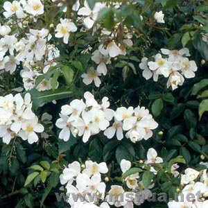 rosalongicuspis300.jpg