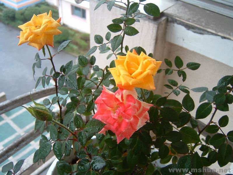 ������С DSCF0005.JPG