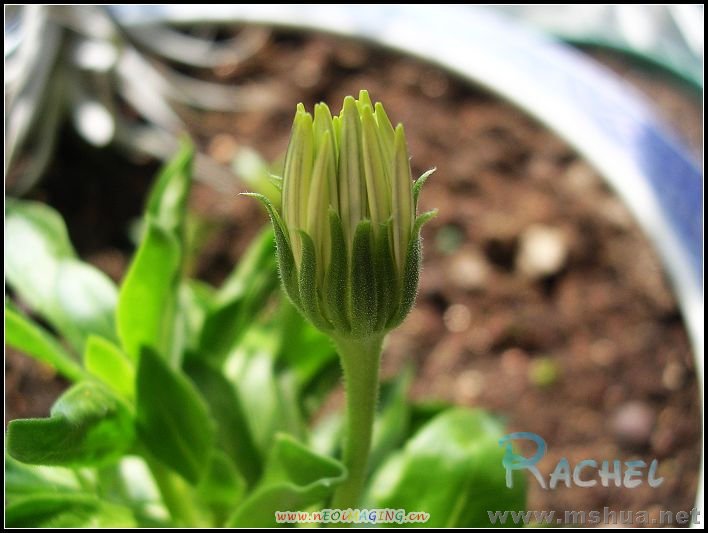 ��ʼ�л���ޣ�