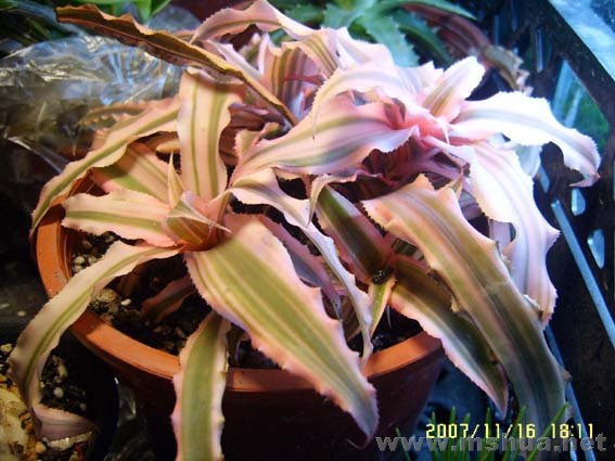 һ�����ӿ��Ľ��