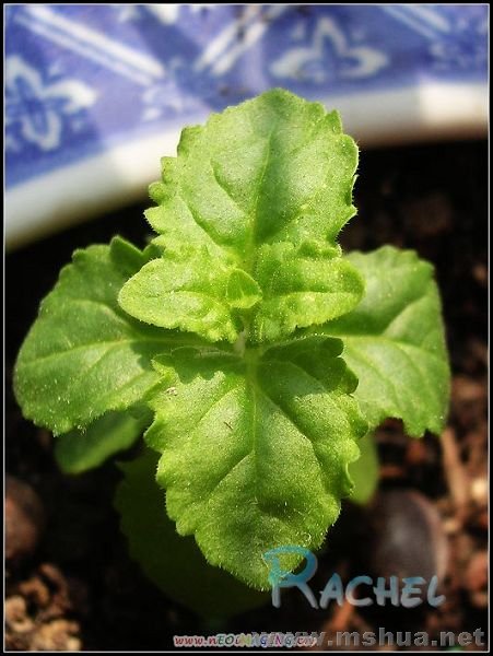 �ϴ���ͼ�����յġ�����