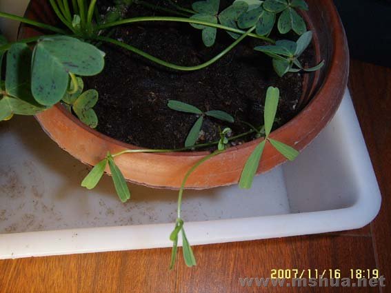 ��֪��ʲôҰ�ݡ�����