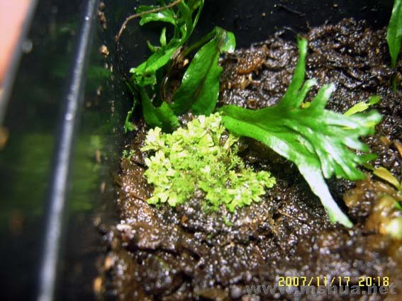 ̦޺�������������Ҳ����