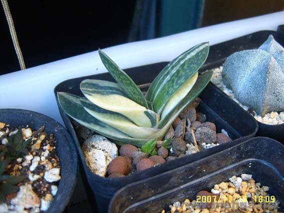 �ѵÿ������ÿ����ӱ�