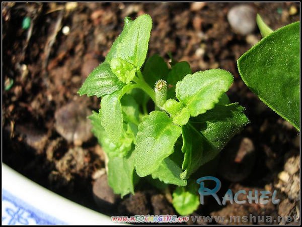 ������֦���ѿ��ʼ�����ˣ���