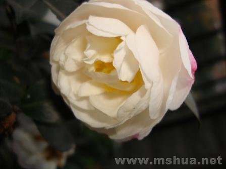 �Լ��ֵĻ��������ǿ�������