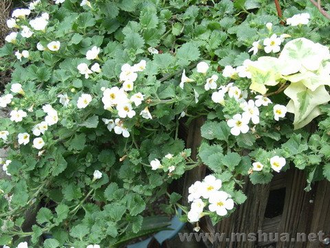 ��ɫ�μ���