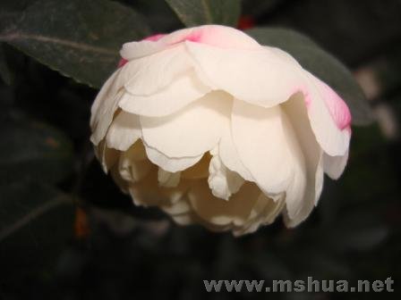�ٻ����Ƕ�