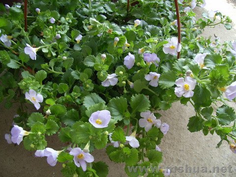 ��ɫ�μ���