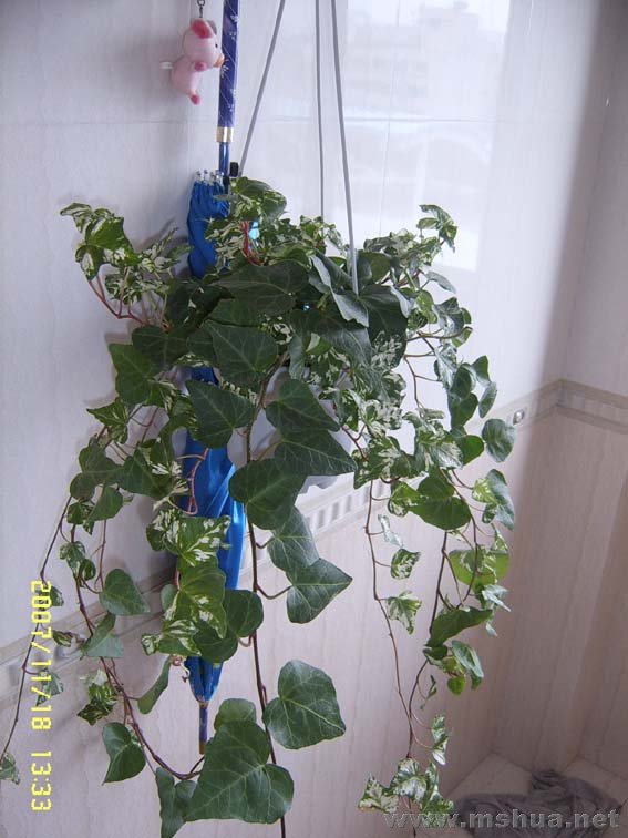 �������