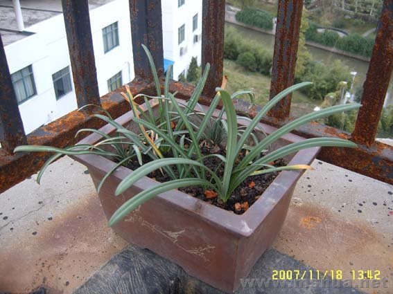 ˳����ɫʯ��