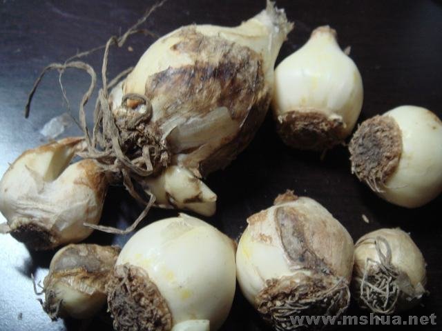 ���ѷ�����