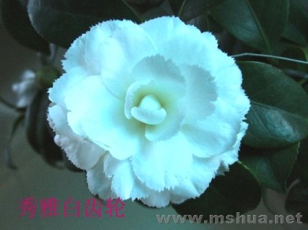 ���Ű׳���