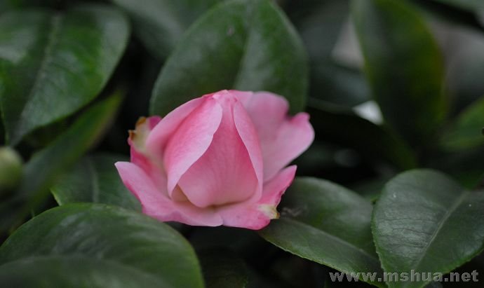 DSC_7308.jpg