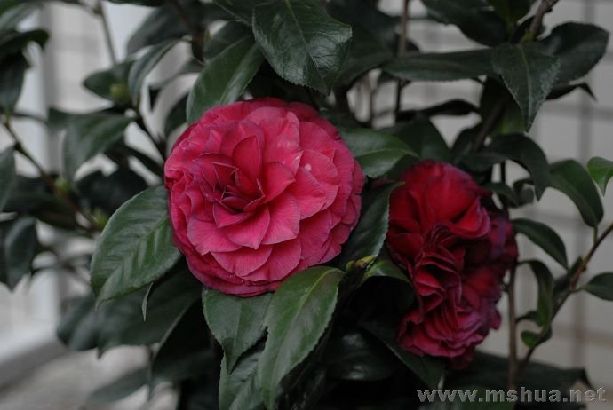 DSC_7307.jpg