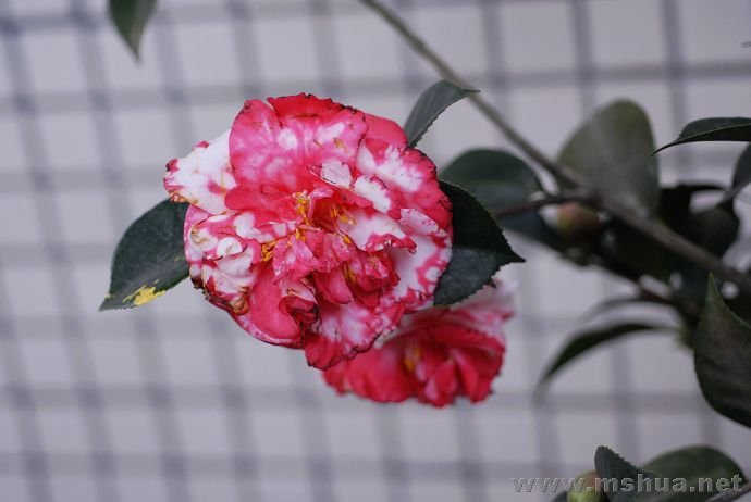 DSC_7284.jpg